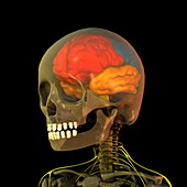Skull and brain anatomy,artwork