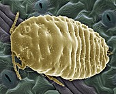 Mealy bug,SEM