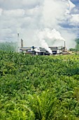 Palm oil processing plant,Malaysia
