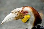 Wreathed hornbill
