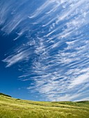 Cirrus clouds