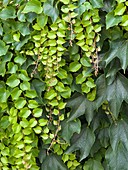 Boston ivy (Parthenocissus tricuspidata)