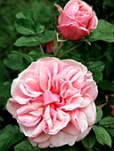 Rose (Rosa 'Pretty Polly')