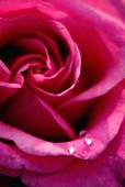 Rose (Rosa 'Superstar') flowers
