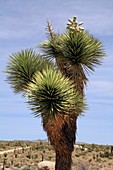 Joshua tree (Yucca brevifolia)