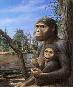 Australopithecus afarensis,artwork