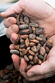 Cocoa beans