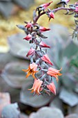 Echeveria 'Afterglow' flowers