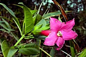 Tropical plant,Ecuador