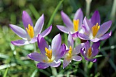 Spring crocus (Crocus vernus)