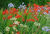 Agapanthus and crocosmia flowers