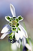 Snowdrop (Galanthus 'Titania')
