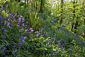 Bluebell wood