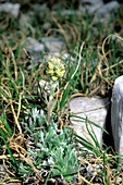Artemisia petrosa