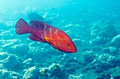 Coral hind grouper