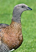 Ashy-headed goose