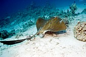 Feathertail stingray