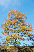 Turkey oak (Quercus cerris) tree