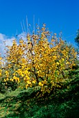 Black mulberry (Morus nigra)