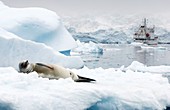 Crabeater seal resting on an iceberg