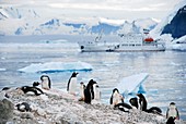 Gentoo penguins,Antarctica