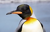 King penguin