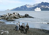 King penguins and sea lions on rocks
