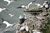 Northern gannet colony