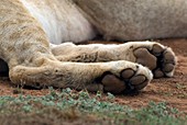 Lion paws