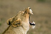 Lioness yawning