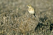 African pipit