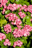 Pink hawthorn flowers (Crataegus sp.)