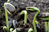 Sprouting seedlings