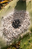 Cochineal insects on prickly pear cactus