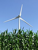 Wind turbine and biofuel
