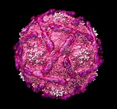 Echovirus type 12 with receptor molecules