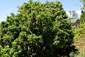 Lychee tree (Litchi chinensis)