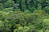 Tropical rainforest,Madagascar