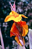 Canna lily 'Wyoming'