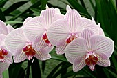 Orchid (Phalaenopsis 'Lady Sakara')