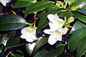 Camellia 'Shiro-Wabisuke'