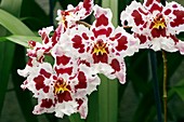 Orchid (Odontonia 'Grands Vaux')