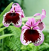 Pansy orchid (Miltoniopsis 'Maidencombe')