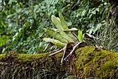 Epiphytic bromeliad