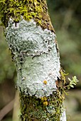 Lichen on a tree trunk