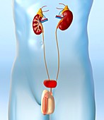 Male urinary system,artwork