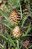 Leuzea conifera flowers