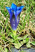 Southern gentian (Gentiana alpina)