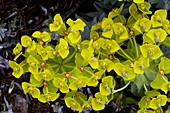 Mountain spurge (Euphorbia rigida)