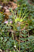 Musk storksbill (Erodium moschatum)